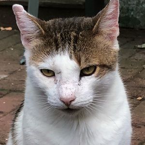 Meet your Posher, Abigail